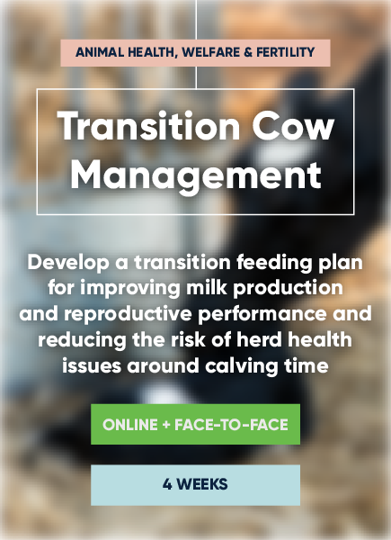 Transition Cow Management