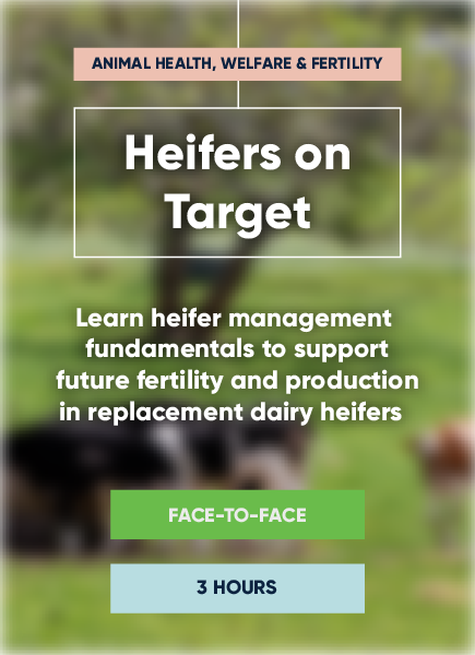 Heifers on Target
