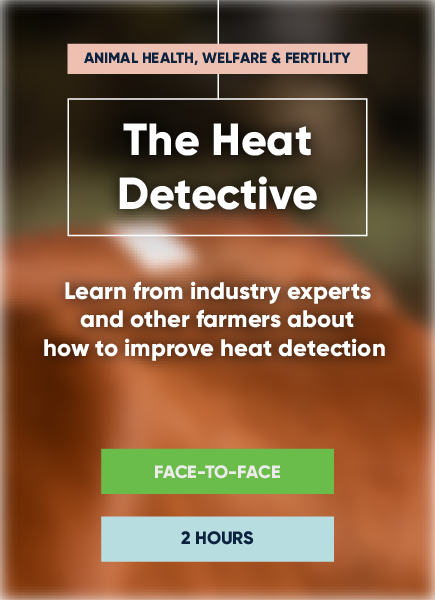 The Heat Detective