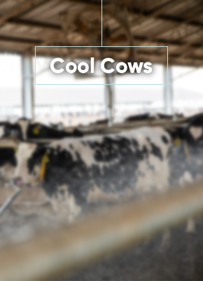 Cool Cows