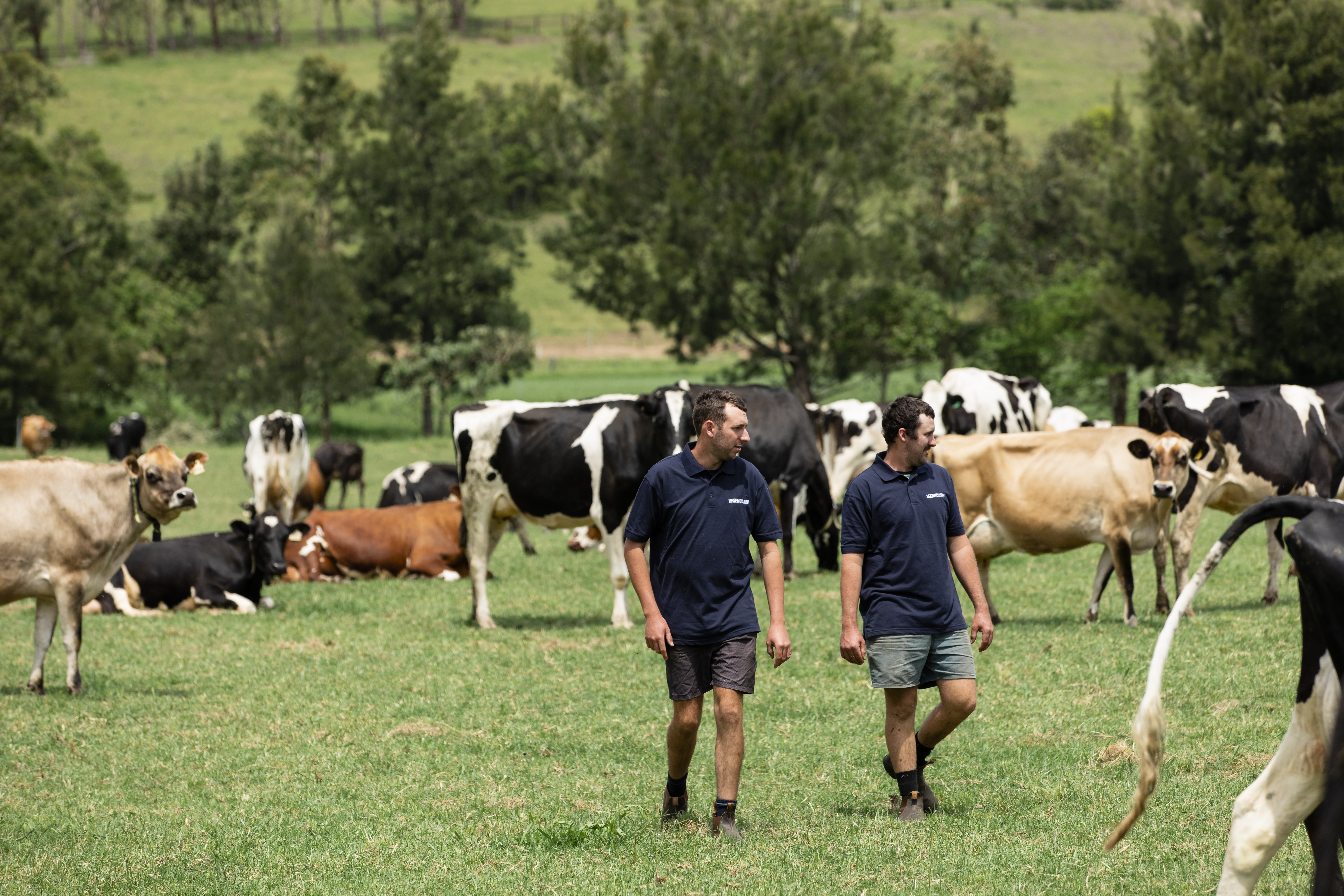 Two farmers walking through a paddock.