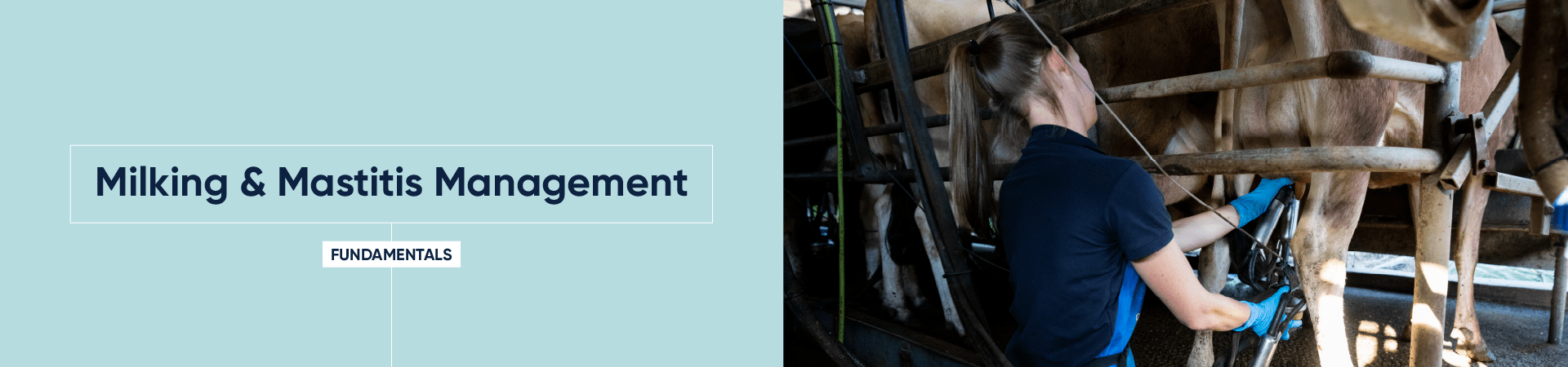 Milking and Mastitis Management (Fundamentals)